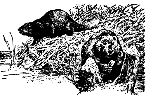 Исчезающие животные Америки - _10.png