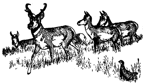 Исчезающие животные Америки - _12.png