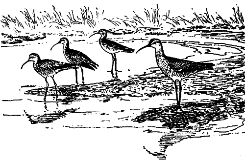 Исчезающие животные Америки - _21.png