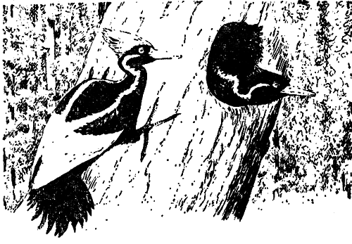 Исчезающие животные Америки - _22.png