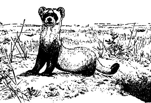 Исчезающие животные Америки - _23.png