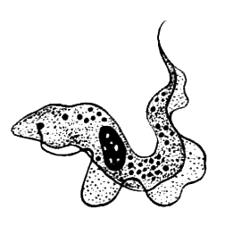 Простейшие. Губки. Кишечнополостные. Плоские черви. Круглые черви - i_002.png