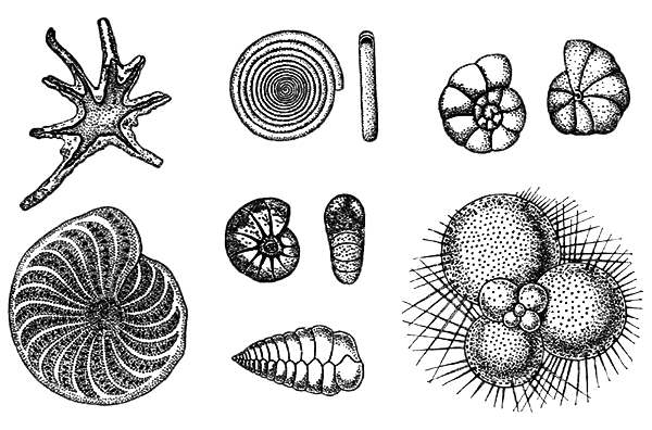 Простейшие. Губки. Кишечнополостные. Плоские черви. Круглые черви - i_005.png