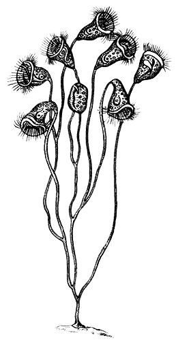 Простейшие. Губки. Кишечнополостные. Плоские черви. Круглые черви - i_012.png