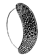 Простейшие. Губки. Кишечнополостные. Плоские черви. Круглые черви - i_016.png