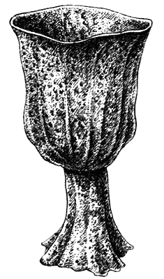 Простейшие. Губки. Кишечнополостные. Плоские черви. Круглые черви - i_020.png