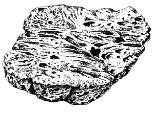 Простейшие. Губки. Кишечнополостные. Плоские черви. Круглые черви - i_022.png