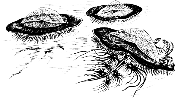 Простейшие. Губки. Кишечнополостные. Плоские черви. Круглые черви - i_024.png