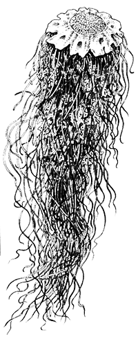 Простейшие. Губки. Кишечнополостные. Плоские черви. Круглые черви - i_025.png