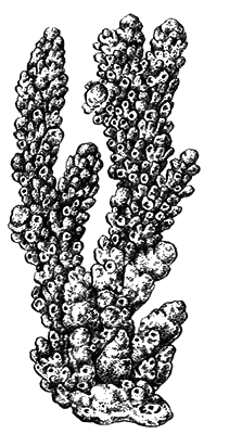 Простейшие. Губки. Кишечнополостные. Плоские черви. Круглые черви - i_026.png