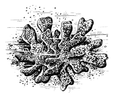 Простейшие. Губки. Кишечнополостные. Плоские черви. Круглые черви - i_027.png