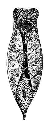 Простейшие. Губки. Кишечнополостные. Плоские черви. Круглые черви - i_028.png