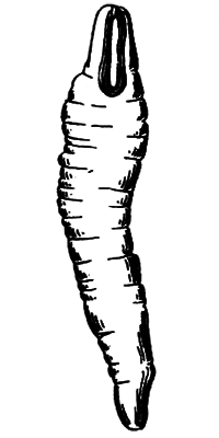 Простейшие. Губки. Кишечнополостные. Плоские черви. Круглые черви - i_030.png
