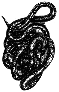 Простейшие. Губки. Кишечнополостные. Плоские черви. Круглые черви - i_033.png