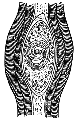 Простейшие. Губки. Кишечнополостные. Плоские черви. Круглые черви - i_034.png