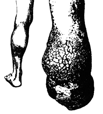 Простейшие. Губки. Кишечнополостные. Плоские черви. Круглые черви - i_036.png