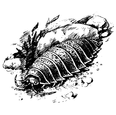 Членистоногие (Ракообразные. Паукообразные) - i_011.png