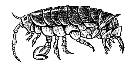 Членистоногие (Ракообразные. Паукообразные) - i_012.png