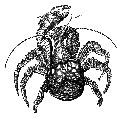 Членистоногие (Ракообразные. Паукообразные) - i_018.png