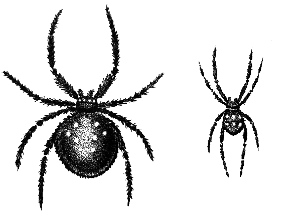 Членистоногие (Ракообразные. Паукообразные) - i_027.png