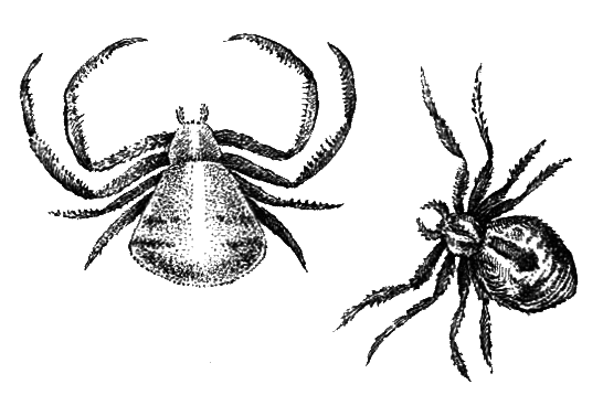 Членистоногие (Ракообразные. Паукообразные) - i_028.png