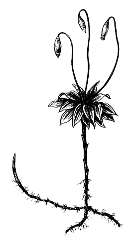 Споровые растения - i_014.png