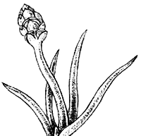 Споровые растения - i_015.png