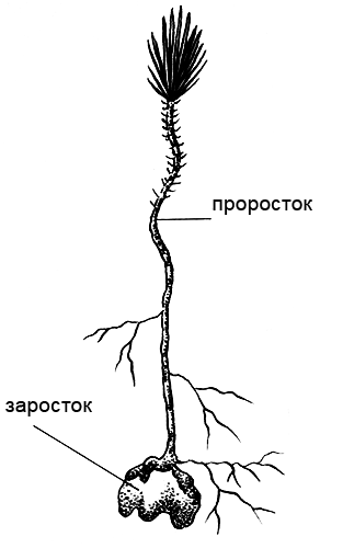 Споровые растения - i_017.png