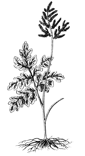 Споровые растения - i_029.png