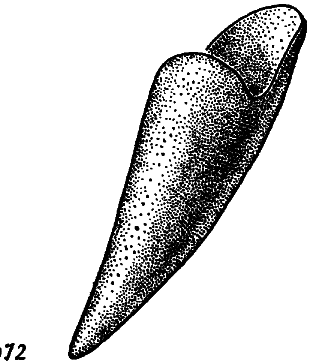 Что произошло 600 миллионов лет назад - i_012.png