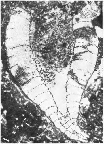 Что произошло 600 миллионов лет назад - i_018.jpg