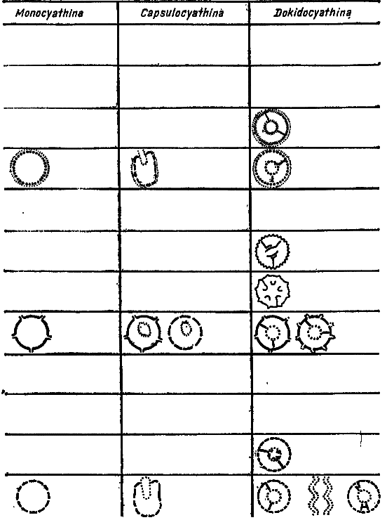 Что произошло 600 миллионов лет назад - i_019.png