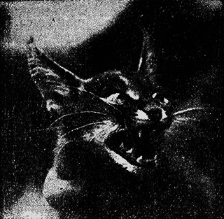 Всемирный следопыт 1926 № 04 - _59_str781.png