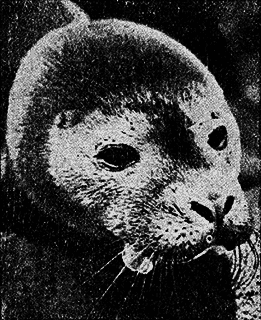 Всемирный следопыт 1926 № 04 - _60_str782.png