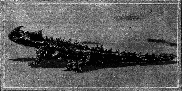 Всемирный следопыт 1926 № 06 - _46_str73.png