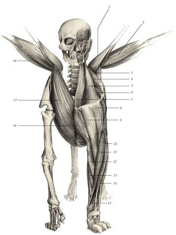 Химера - i_018.jpg