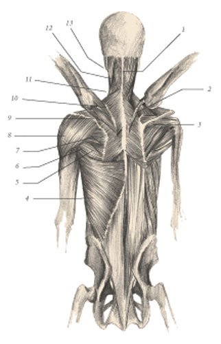 Химера - i_113.jpg
