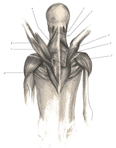 Химера - i_114.jpg