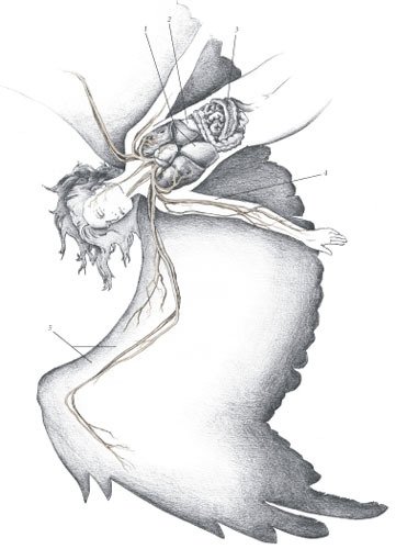 Химера - i_117.jpg