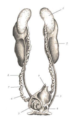 Химера - i_118.jpg