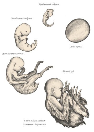 Химера - i_120.jpg