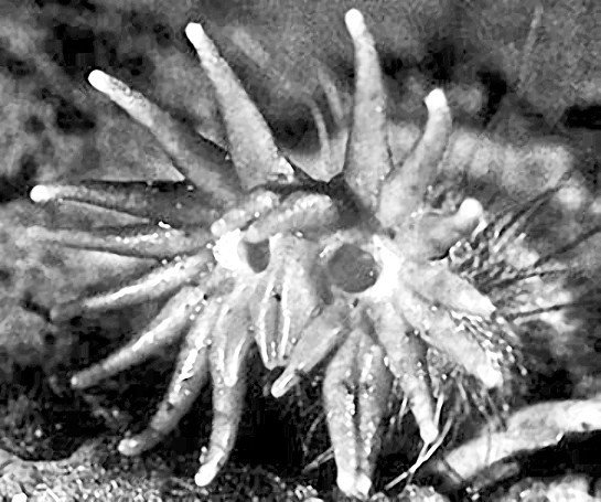 Выдающийся ум. Мыслить как Шерлок Холмс - _14.jpg