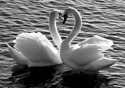 Книга Влюбиться в стерву и сделать предложение лебедю (СИ)