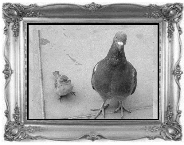 Жил-был воробей, или Зачем нужно ходить в школу - image3_55ddf5be07cf679518fd4065_jpg.jpeg