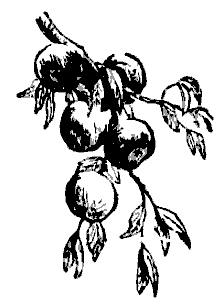 Дружба. Выпуск 3 - i_039.png