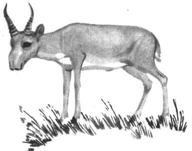 Глобус 1976 - _139.jpg