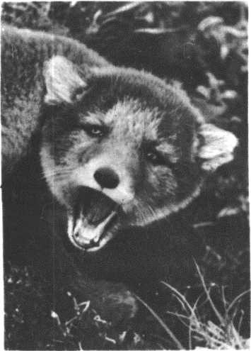 Глобус 1976 - _52.jpg