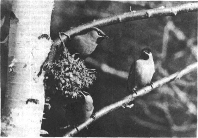 Глобус 1976 - _145.jpg