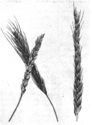 Глобус 1976 - _172.jpg