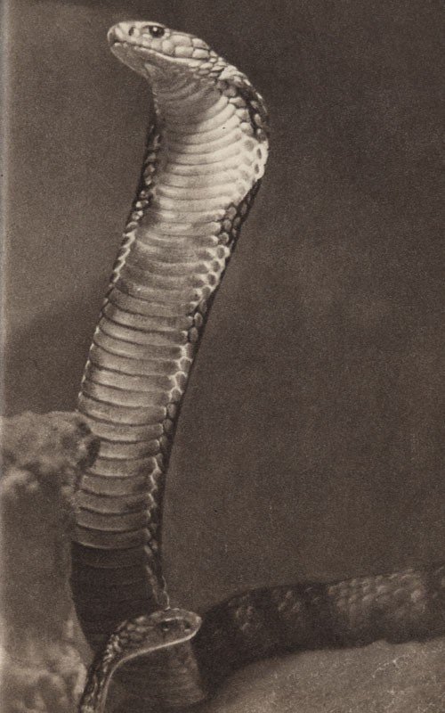 Среди зверей и птиц - _50.jpg